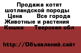 Продажа котят шотландской породы › Цена ­ - - Все города Животные и растения » Кошки   . Тверская обл.